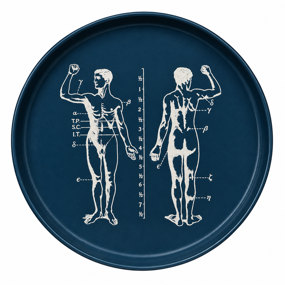 PLATO ANATOMÍA AZUL 21CM