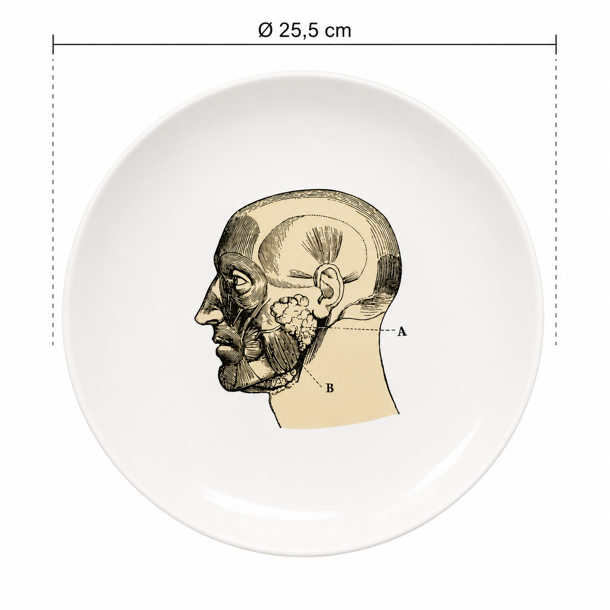 PLATO ANATOMIA III