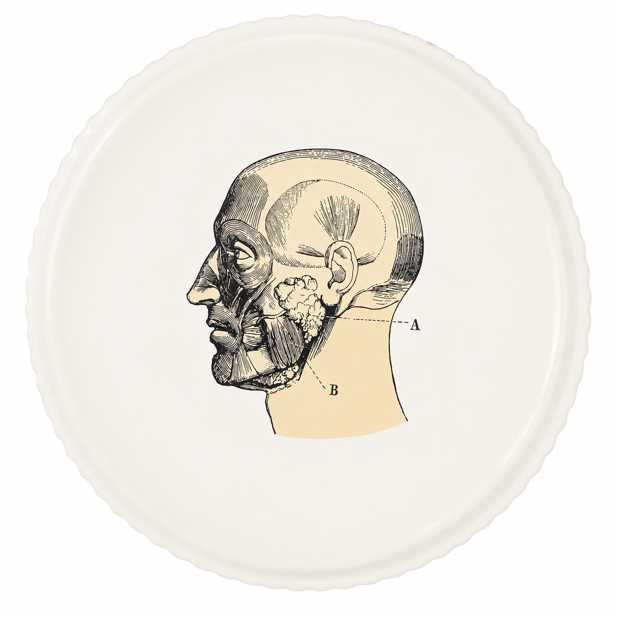 PLATO ANATOMIA IV