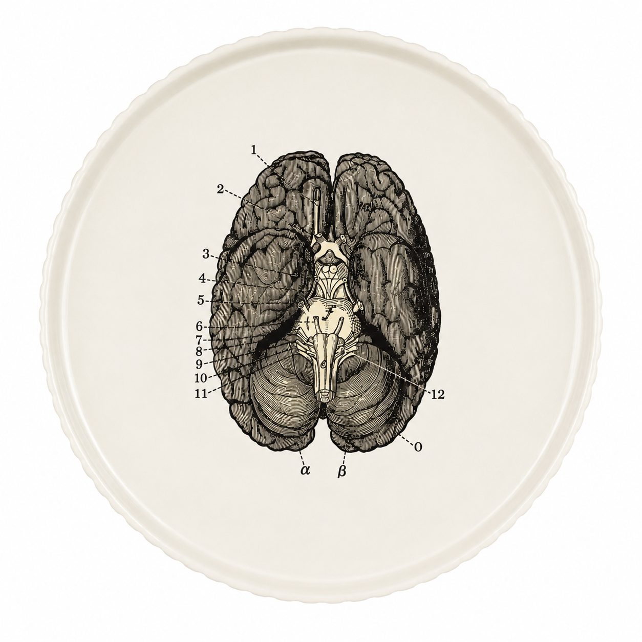 PLATO ANATOMIA VI