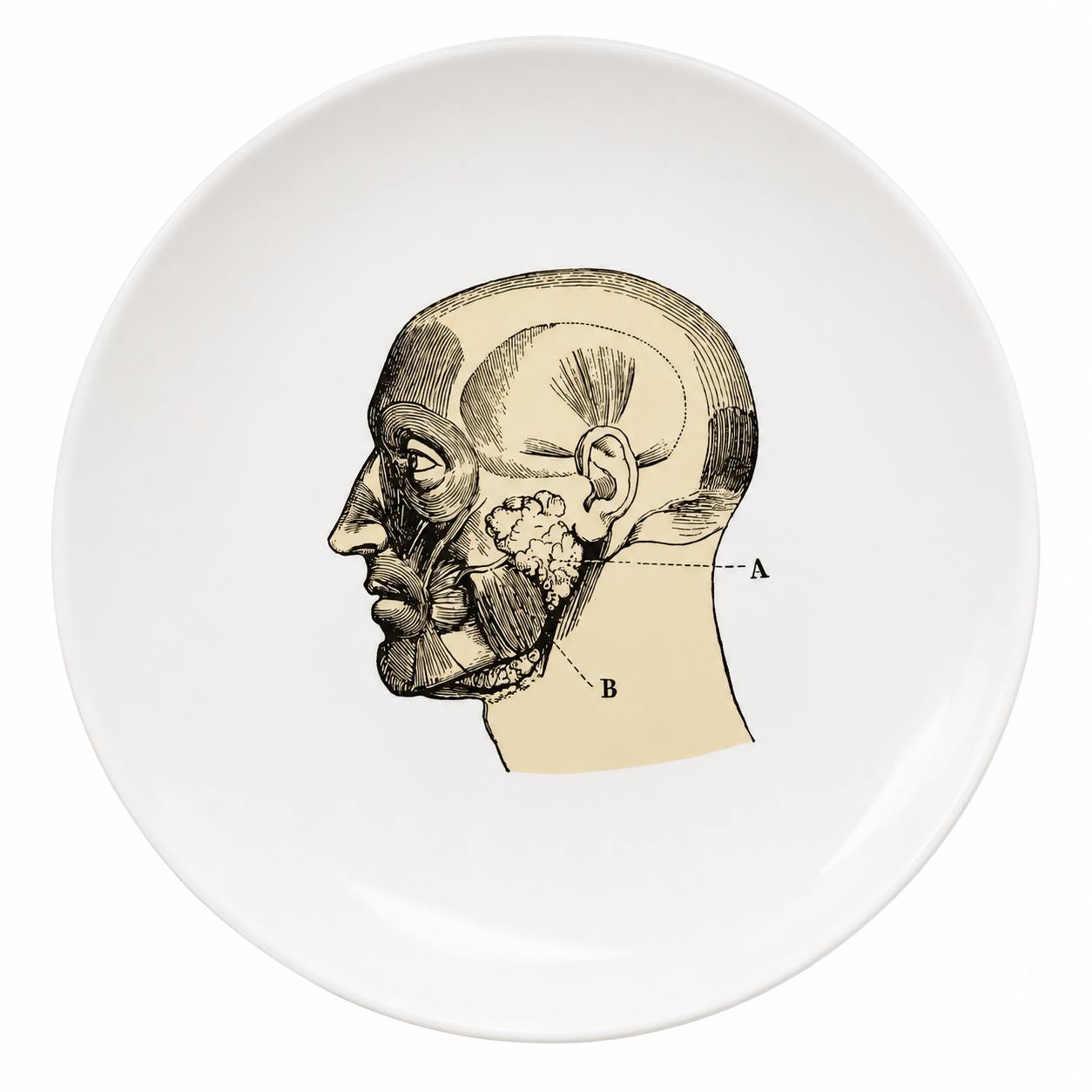 PLATO ANATOMIA III