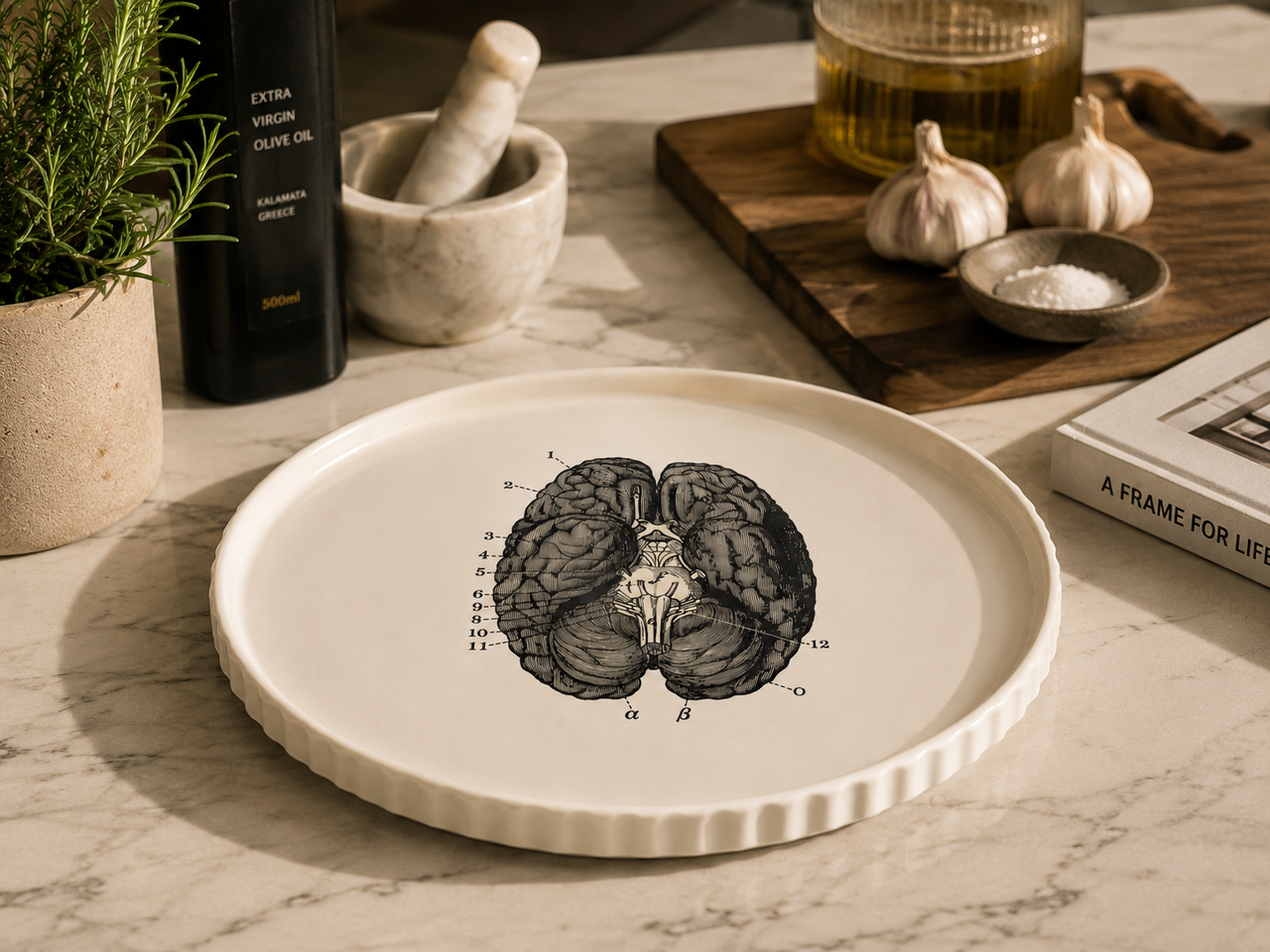 PLATO ANATOMIA VI